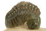 Detailed Reedops Trilobite - Atchana, Morocco #271914-3